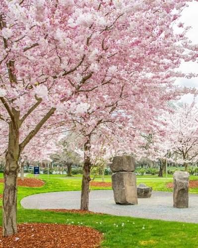 Pink cherry blossom trees in full bloom line a curved path in a serene park with stone sculptures on green grass.