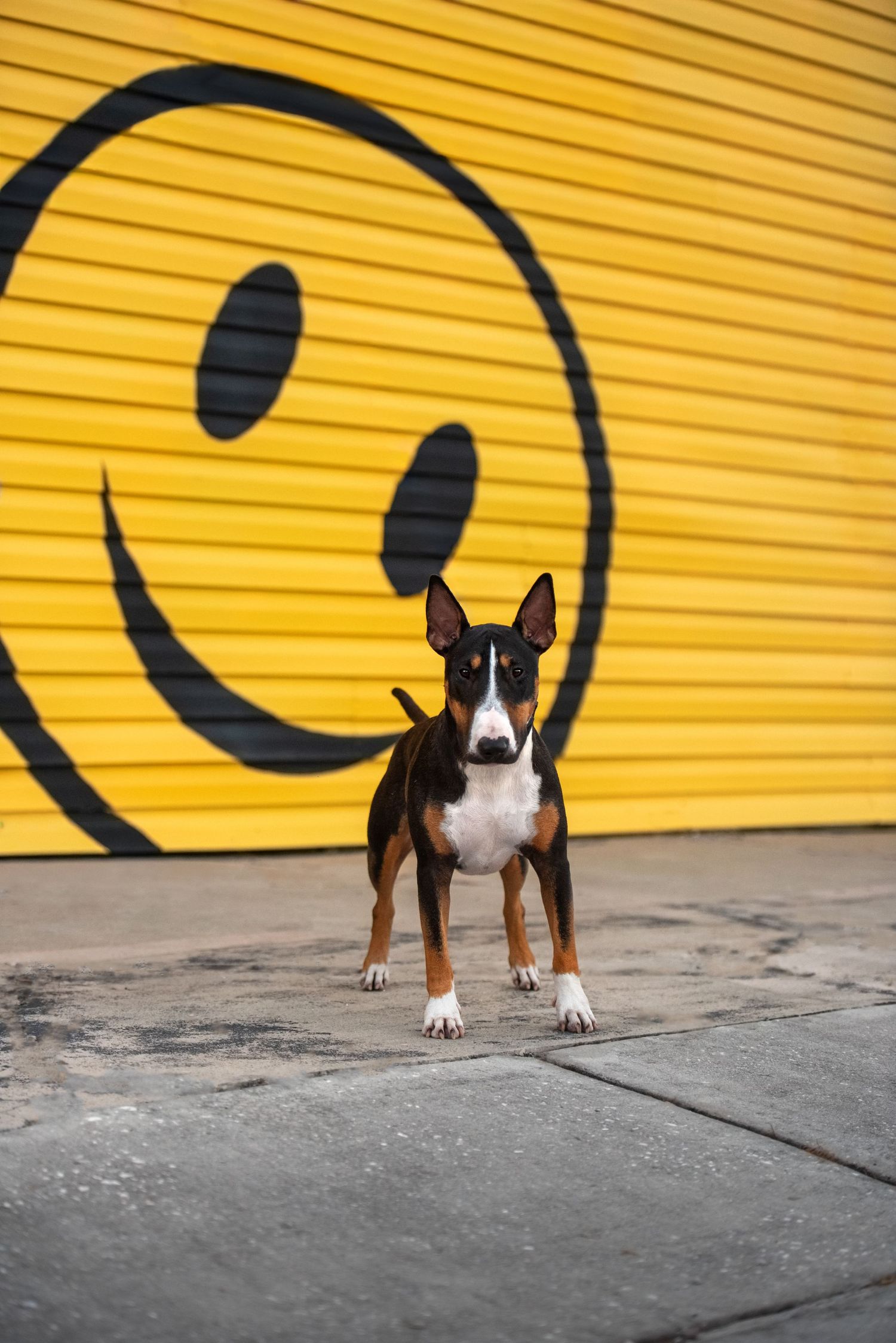 Dog exploring a colorful outdoor location during a Tampa Bay pet photography session