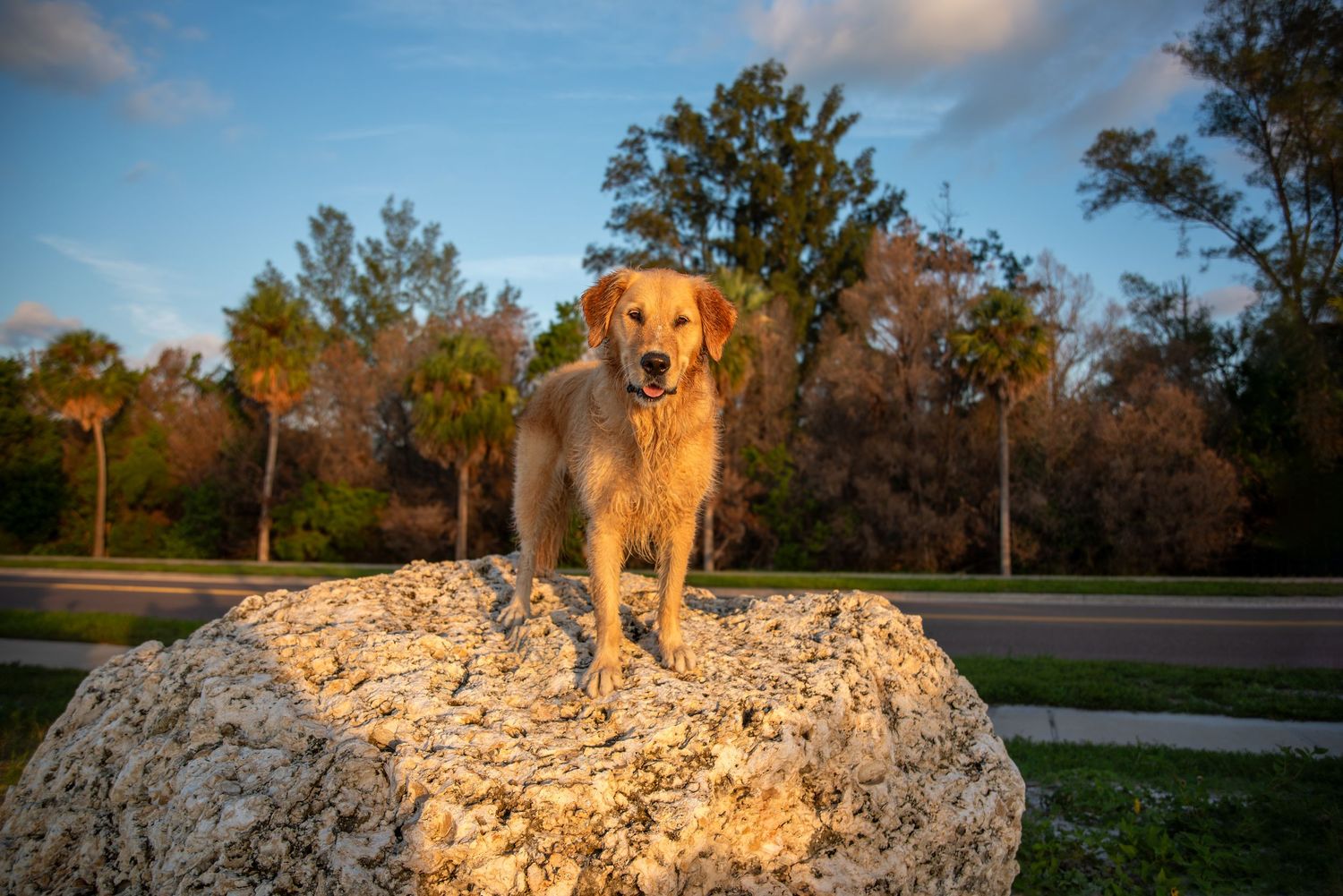 Dog portrait in soft morning light in the Tampa Bay area of Florida