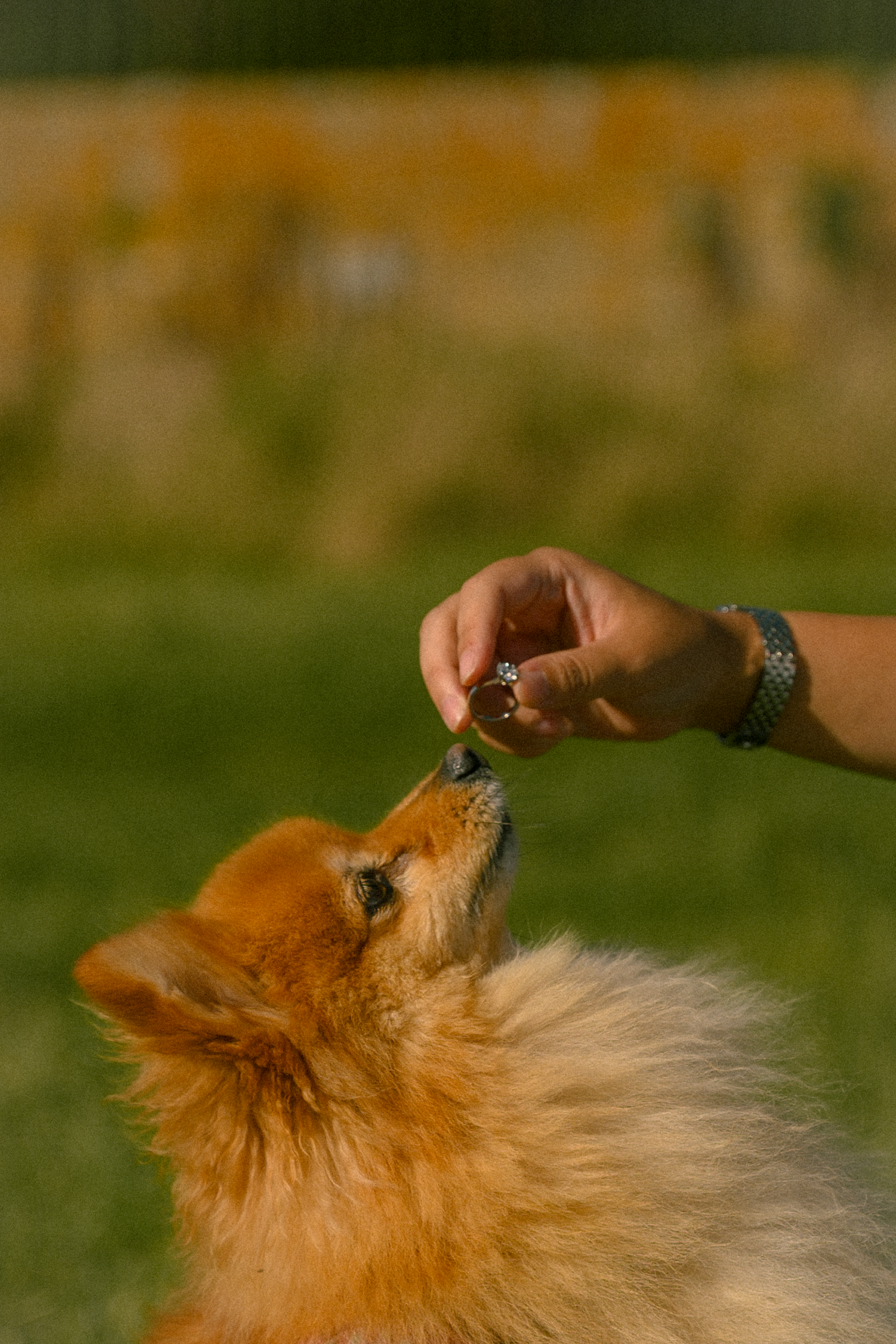 A fluffy golden Pomeranian dog sniffs a treat held by a person's hand outdoors on a green field.