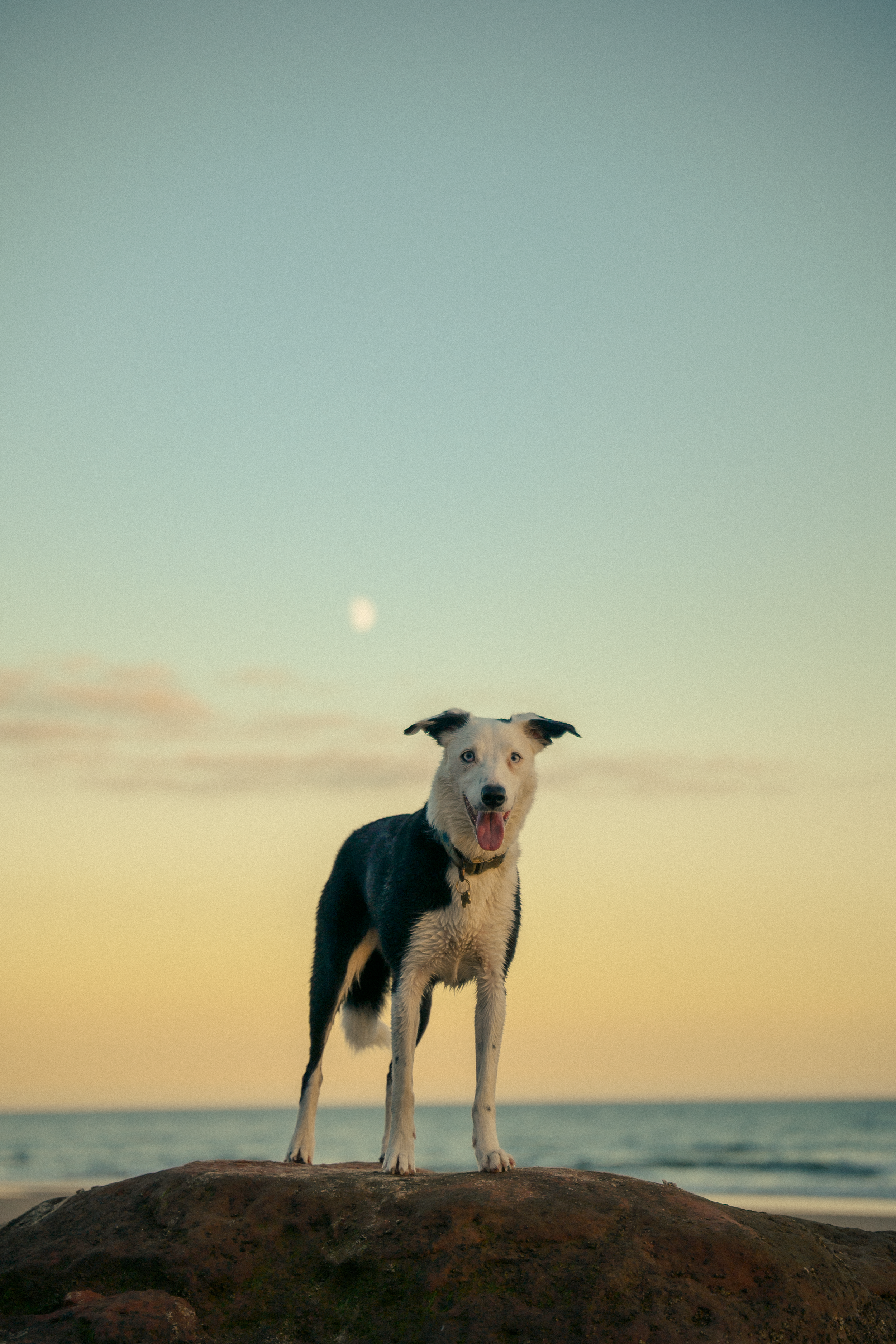 Black and white dog standing on a rock at sunset with the moon visible in a golden sky near the ocean.
