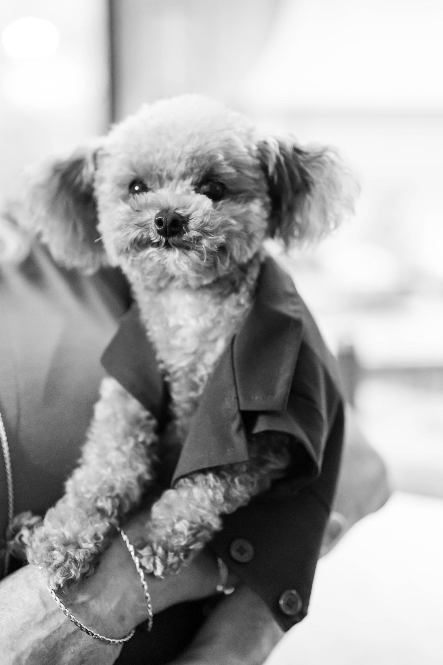 Black and white photo of a fluffy toy poodle wearing a collared jacket, held in the arms of a person wearing a chain bracelet.
