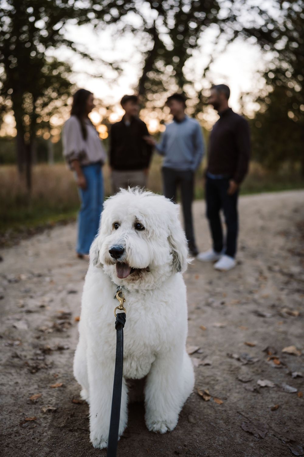 Fluffy white dog on a leash sits on a leaf-covered dirt path while four people stand blurred in the background at golden hour.