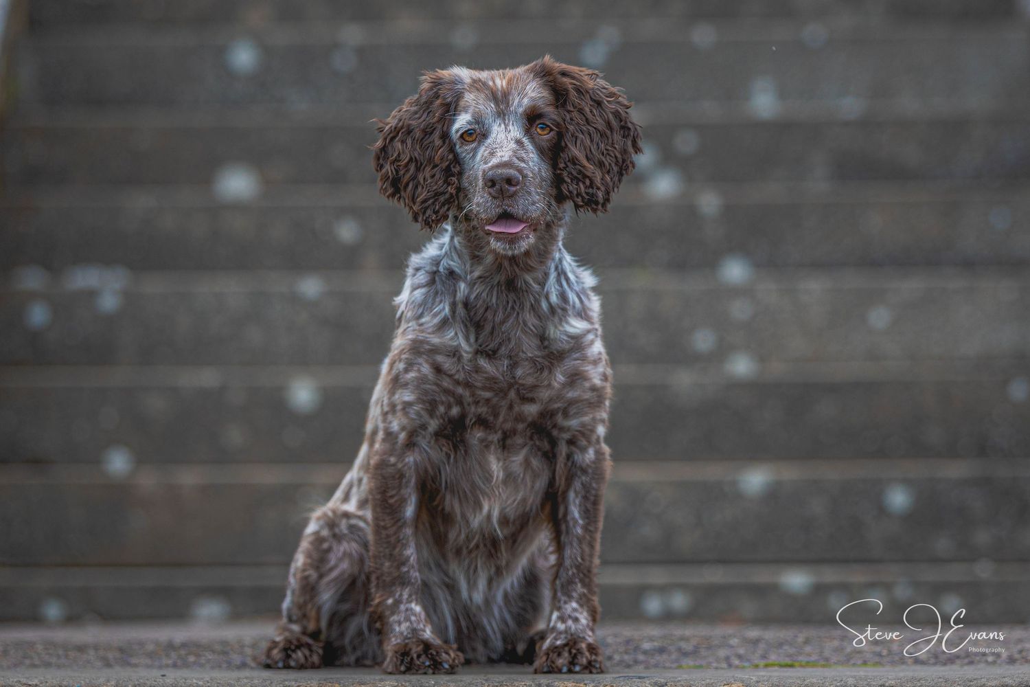 Why not use the steps dotted around the town of Filey as a perfect backdrop to compliment your pooch.