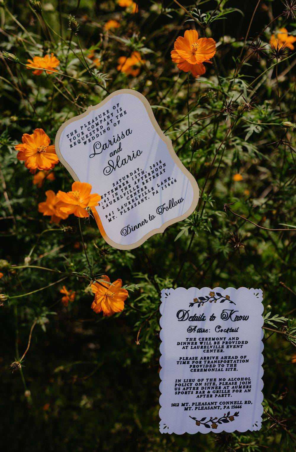 Wedding invitations displayed among vibrant orange cosmos flowers in a lush green garden setting.