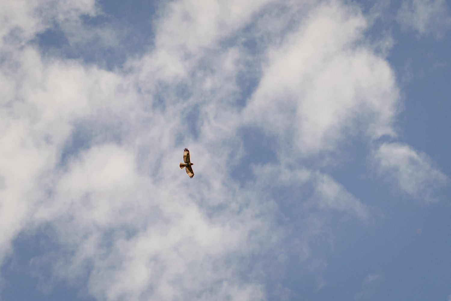 Hawk flying overhead during Azuridge wedding ceremony