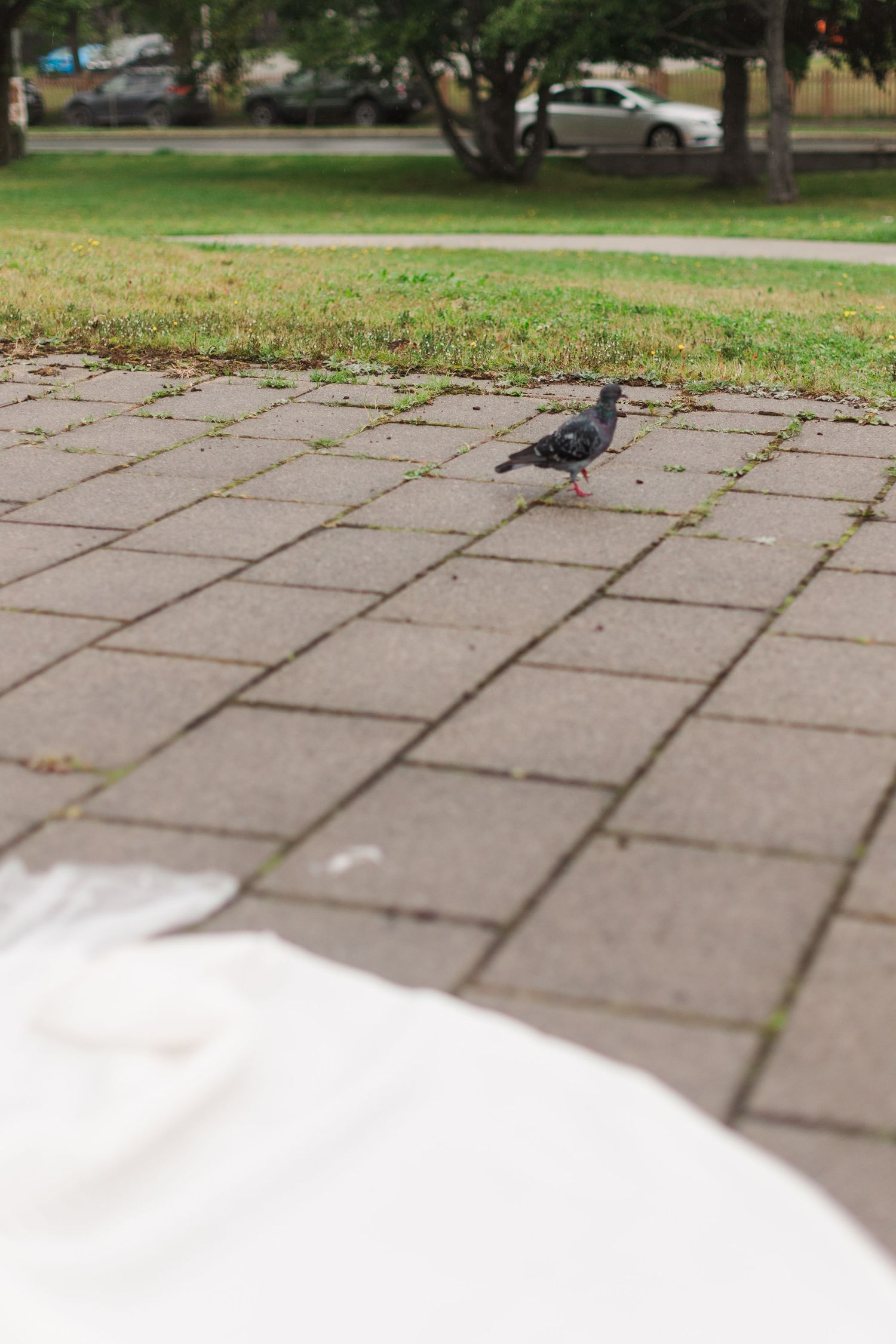 A lone pigeon walks on a brick pathway in a park with green grass and parked cars visible in the background.