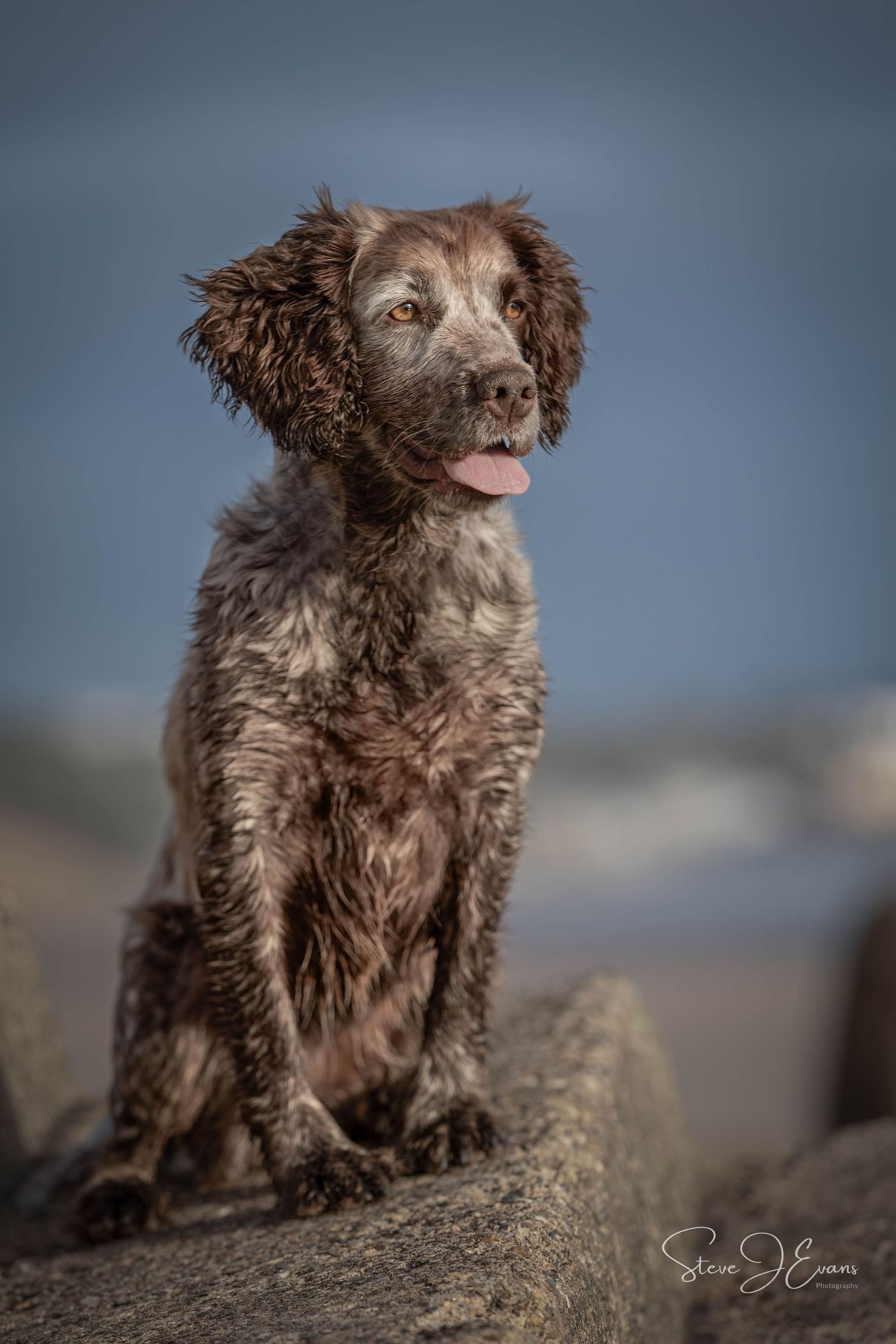Filey Pet and Dog photography by SteveJEvans photography