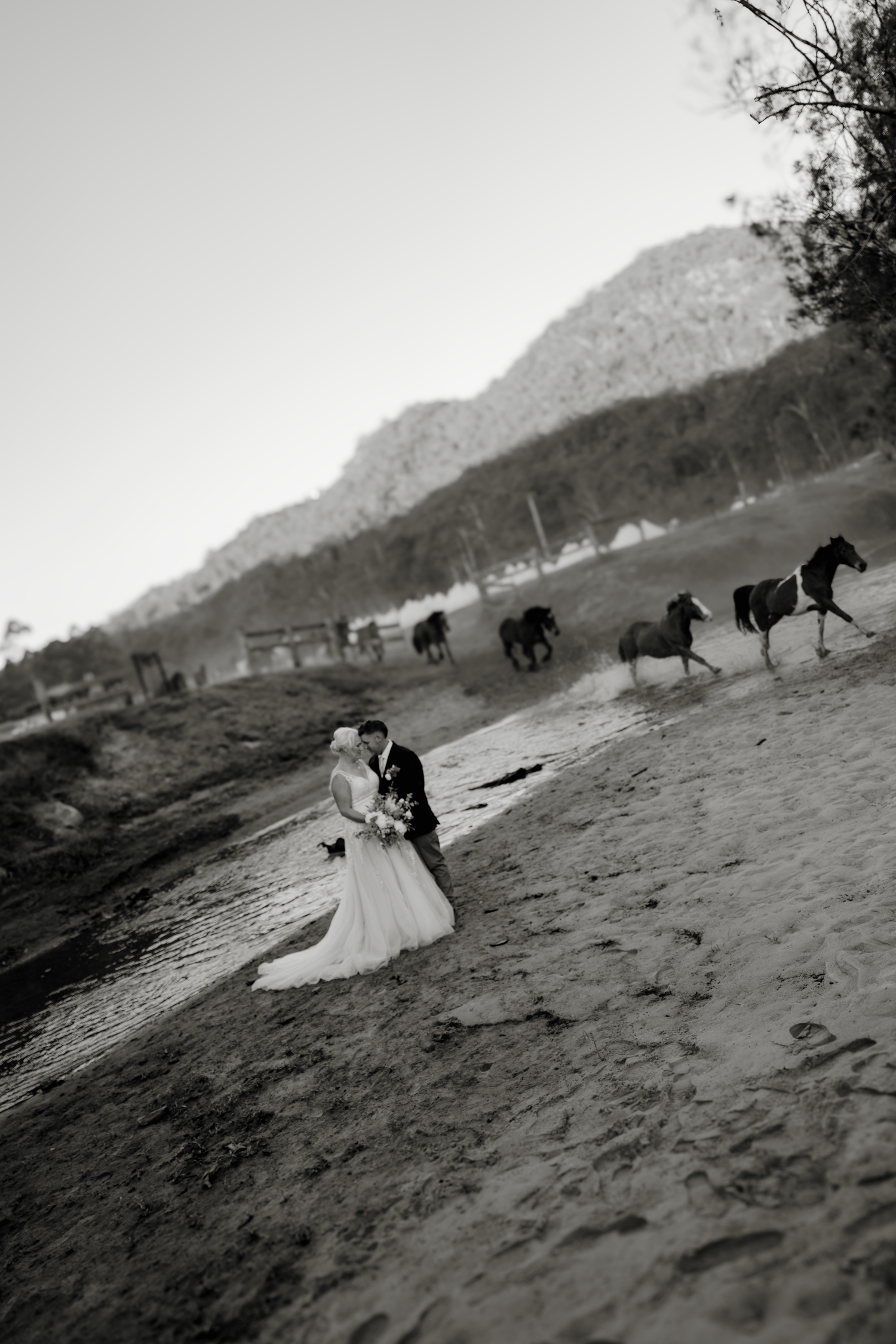 Black and white wedding photo of couple kissing on sandy riverbank with wild horses galloping past mountains.
