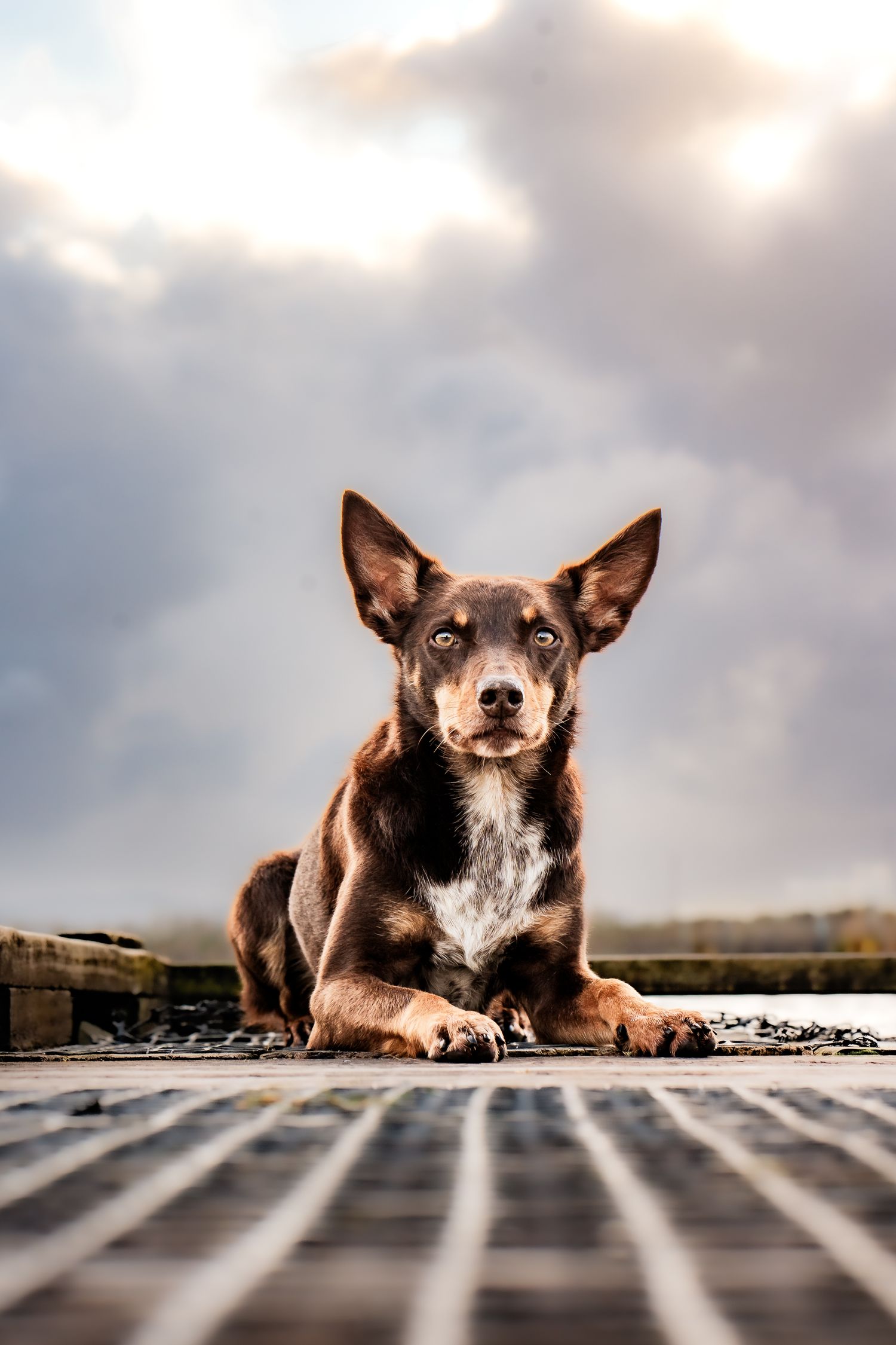 A brown and black dog with pointy ears sits on a wooden deck against a cloudy sky.