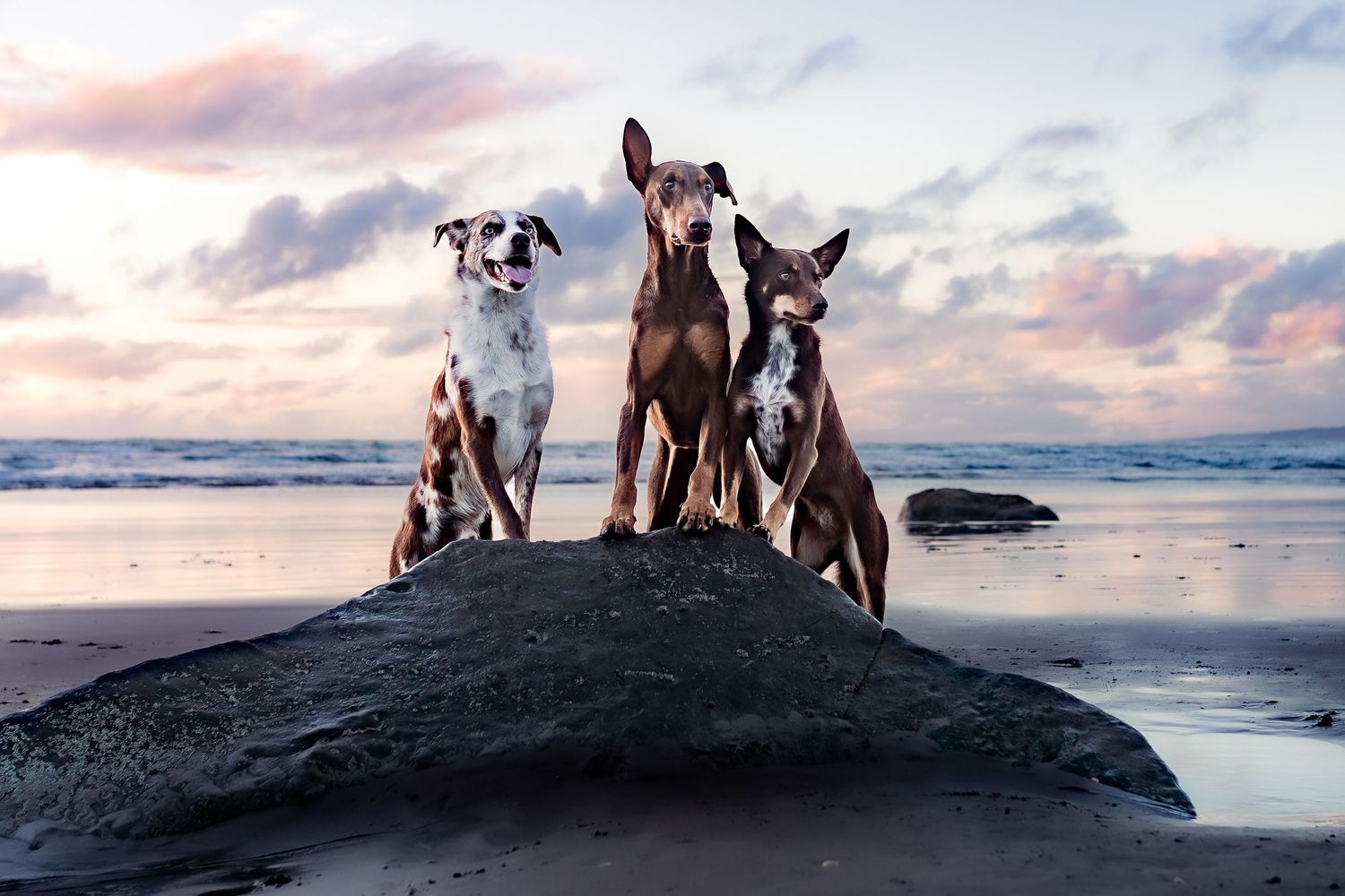 Three dogs pose together on a rock at the beach during sunset.