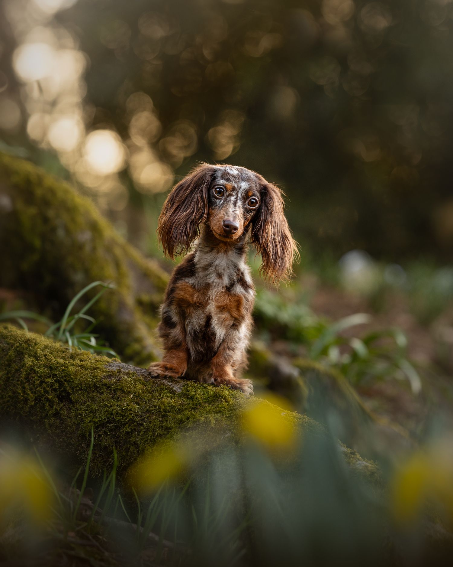 Dachshund manchester pet photographer