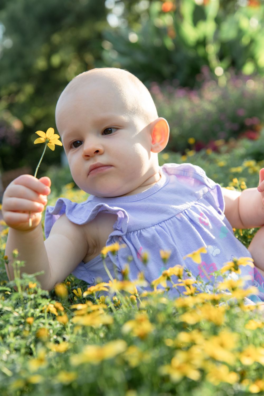 Baby in purple dress picks yellow wildflowers in sunny garden setting.