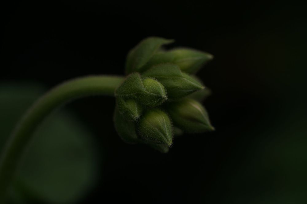 A close-up shot of a drooping green flower bud in low light against a dark background.