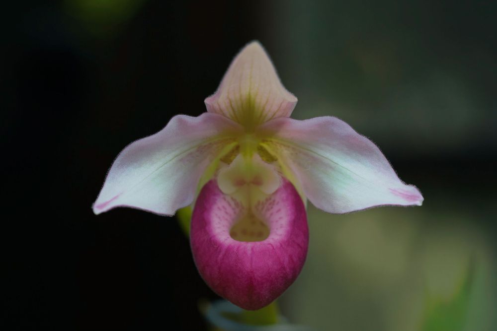 Pink and white lady slipper orchid bloom with delicate petals.