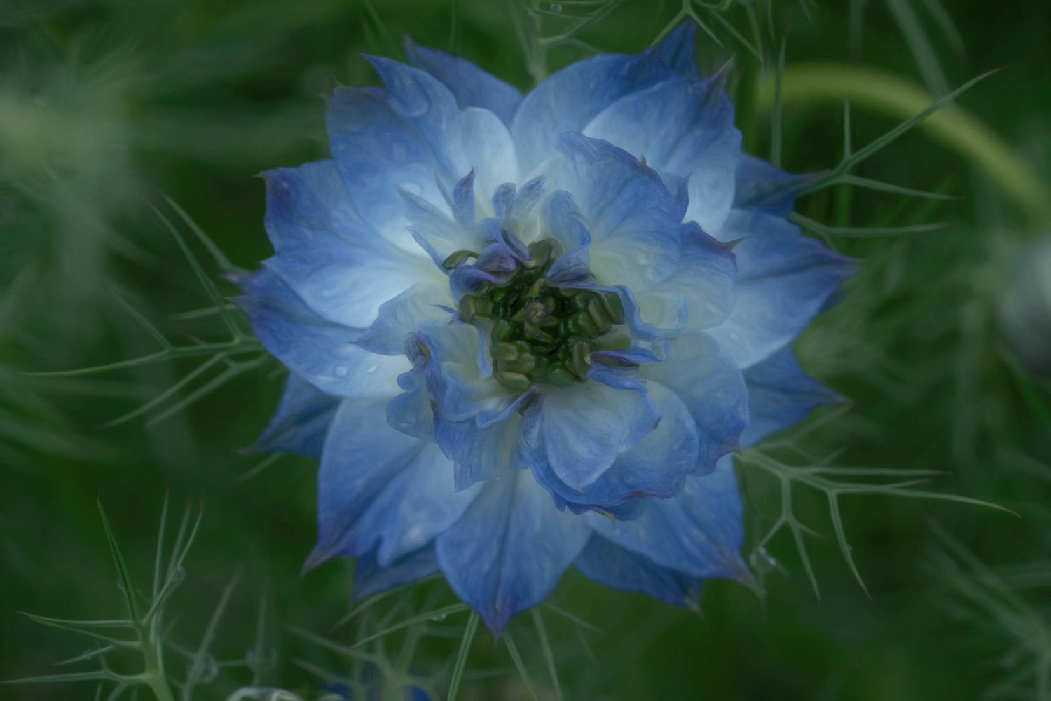 Close-up of a delicate blue Nigella flower with feathery green foliage in a garden setting.