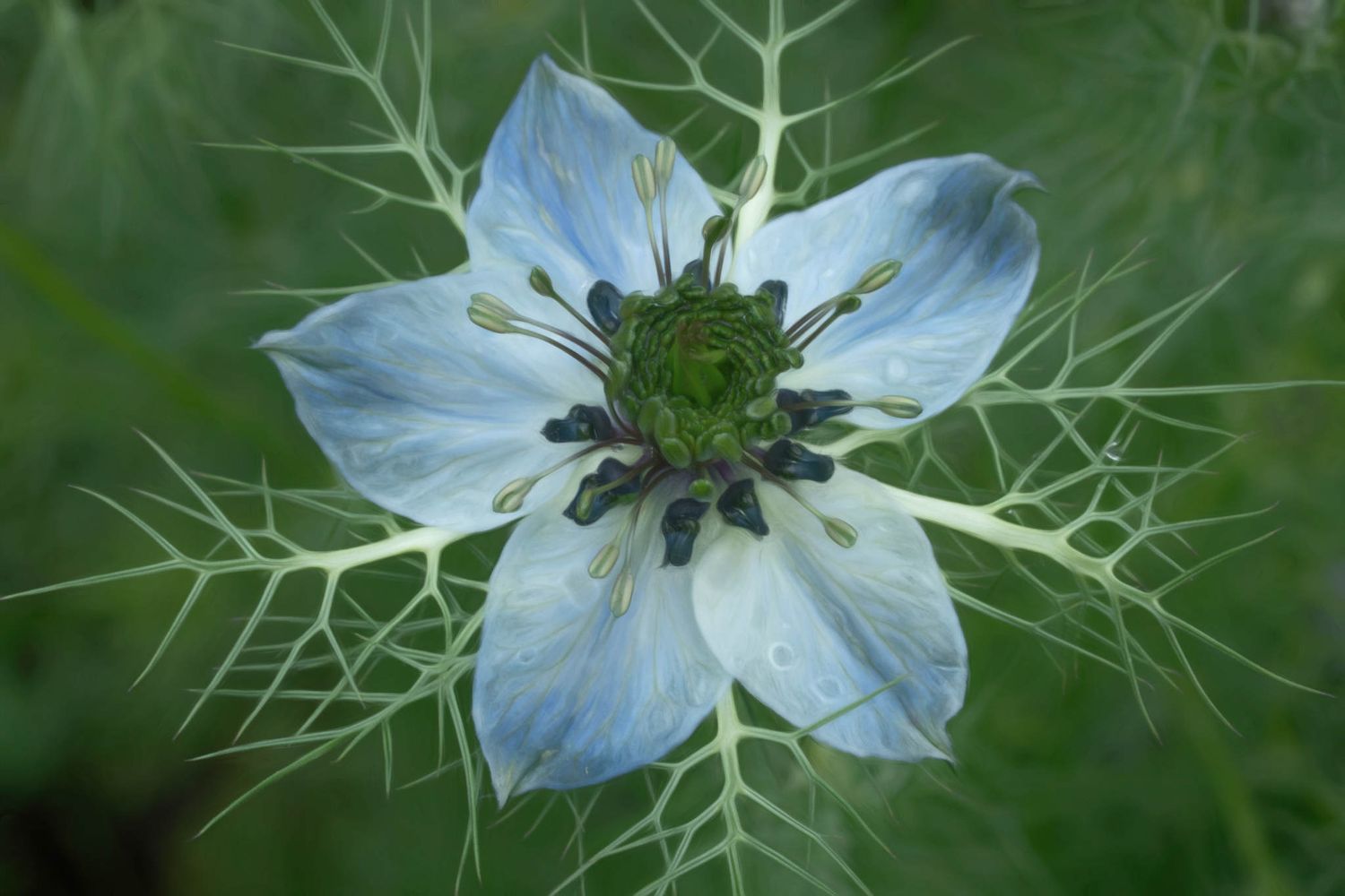 Close-up of a delicate light blue Love-in-a-Mist flower with intricate green foliage and dark stamens in bloom.