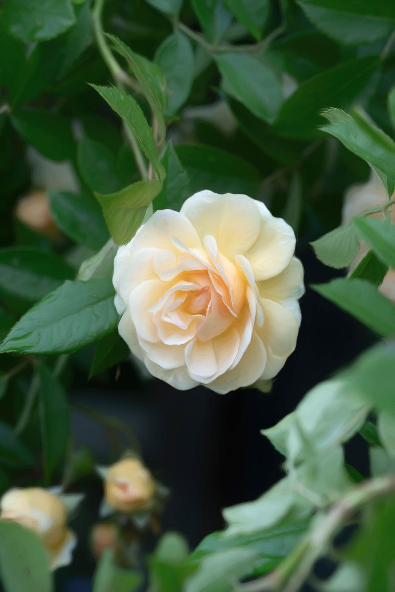 A beautiful creamy white rose in full bloom surrounded by lush green leaves in a garden.