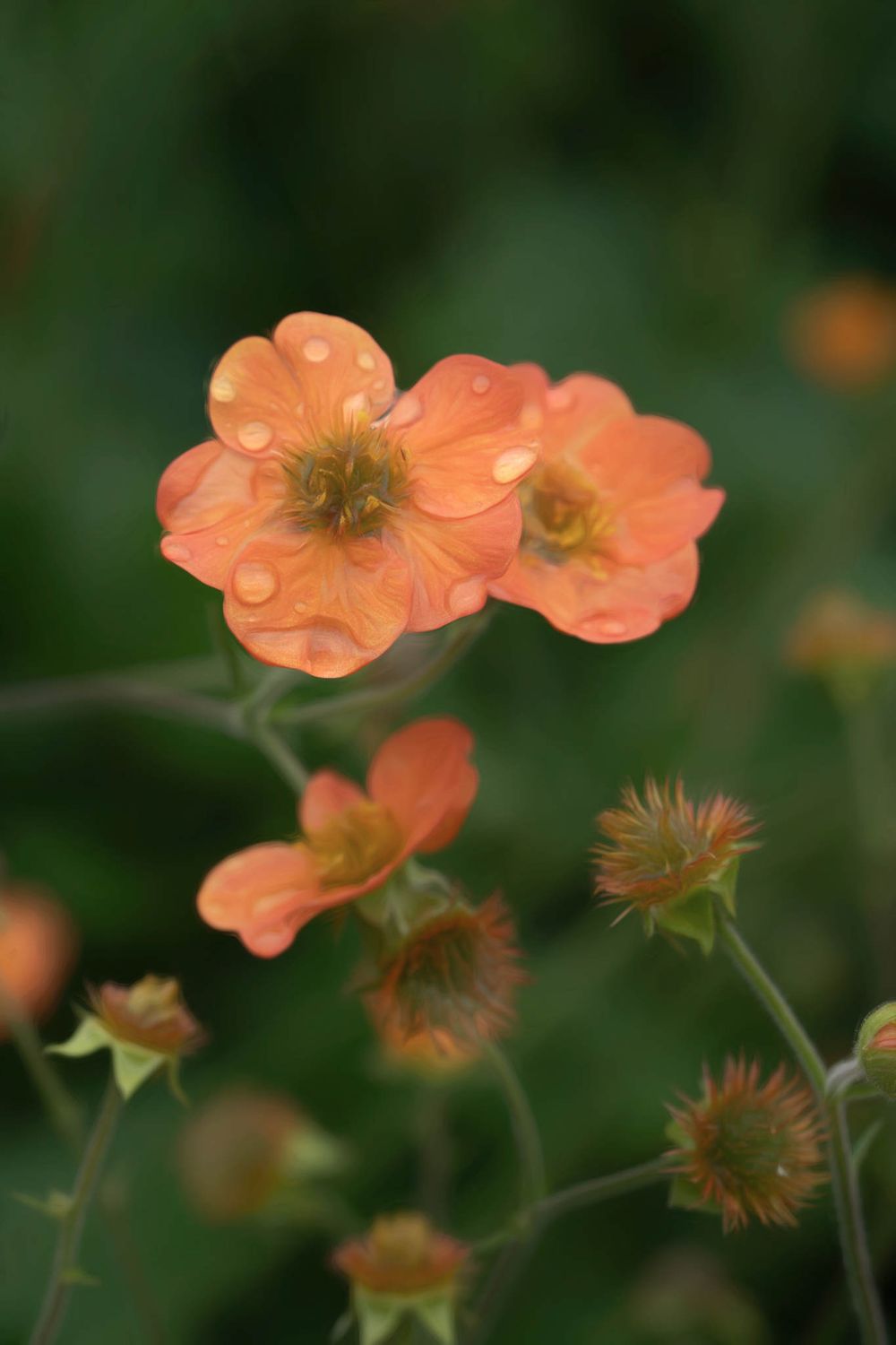 Close-up of delicate orange Geum flowers with water droplets on petals, surrounded by green foliage.