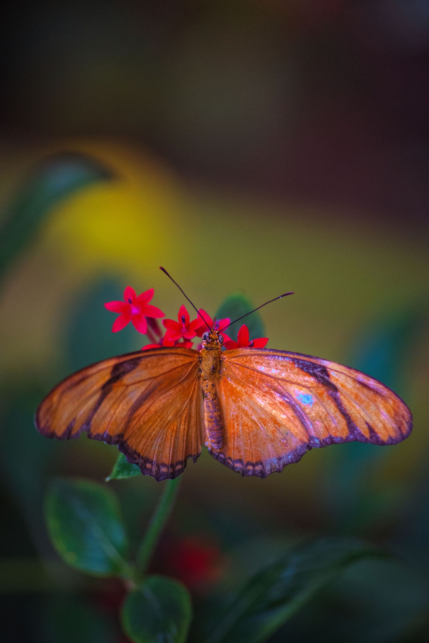 An orange Julia butterfly perches delicately on a small red flower against a blurred natural background.