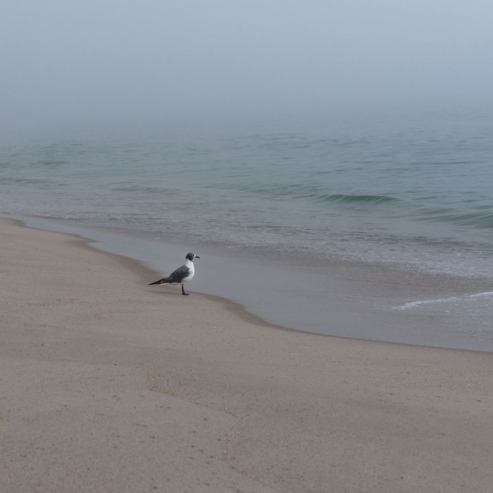 A solitary seagull stands on a misty beach shoreline where waves meet sand.