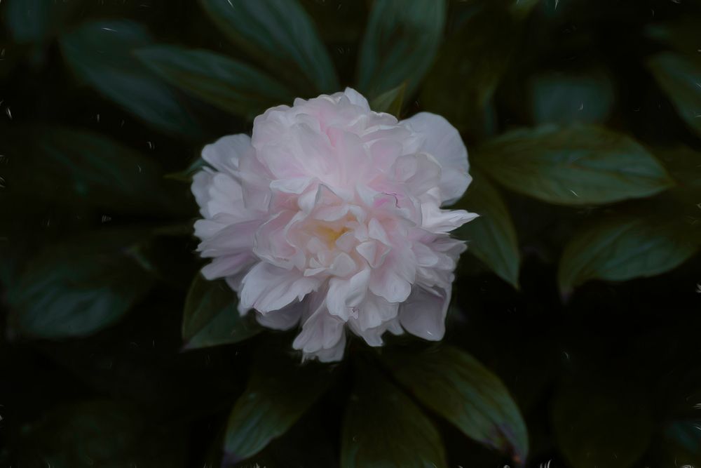 A delicate pink peony flower in full bloom surrounded by dark green leaves.