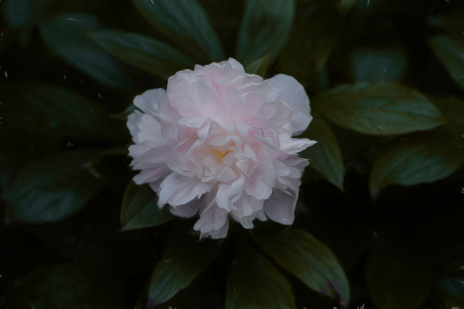 A delicate pink peony flower in full bloom surrounded by dark green leaves.
