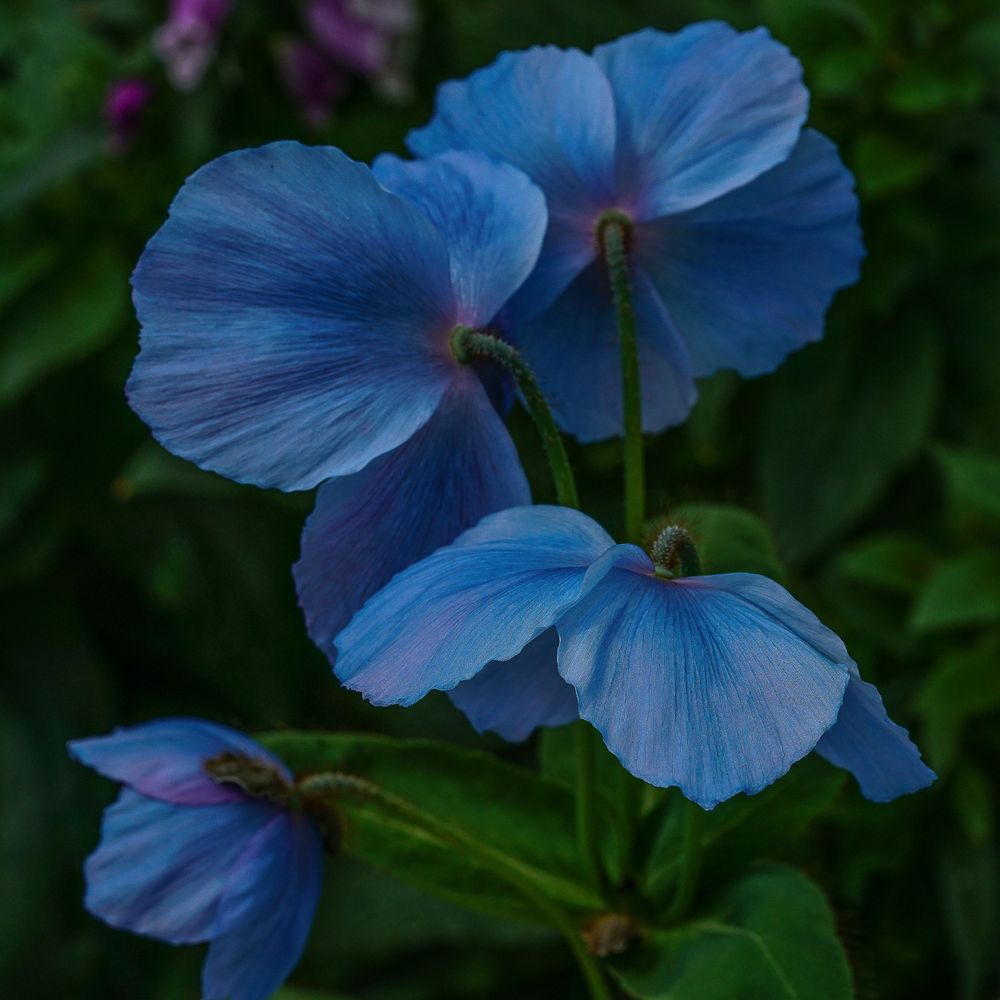 Vivid blue Himalayan poppies blooming with delicate petals against dark foliage.