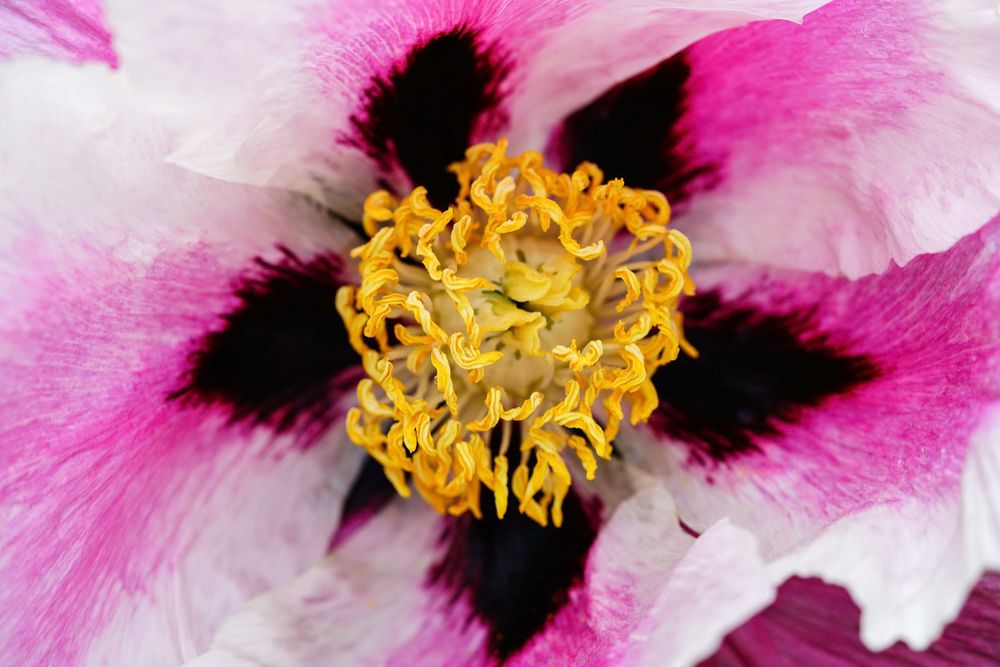 Extreme close-up of a flower center showing vibrant yellow stamens and pink petals with dark spots.