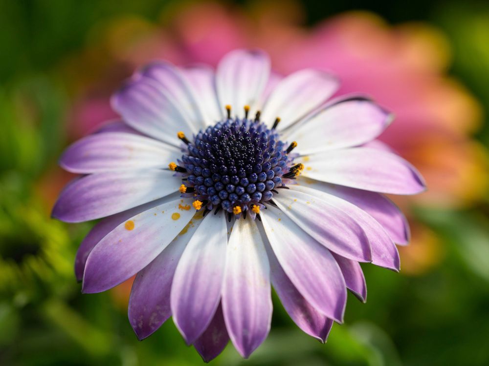 Close-up of a purple and white osteospermum daisy flower with dark center against blurred background.
