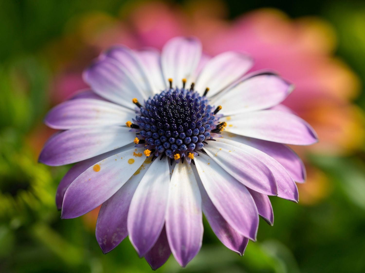 Close-up of a purple and white osteospermum daisy flower with dark center against blurred background.