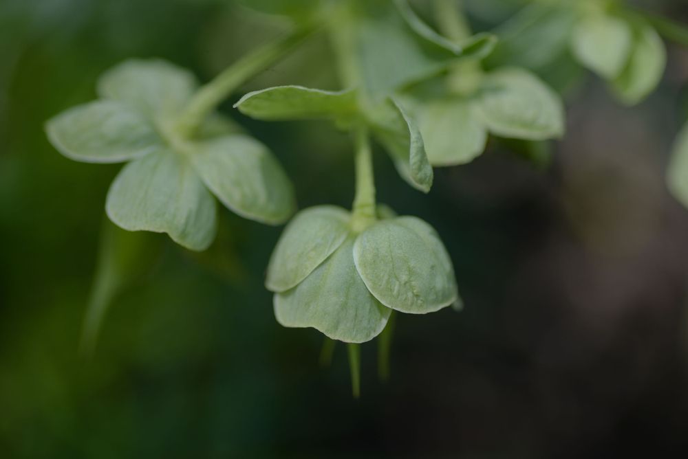 Soft green clover leaves with delicate water droplets in a blurred natural setting.