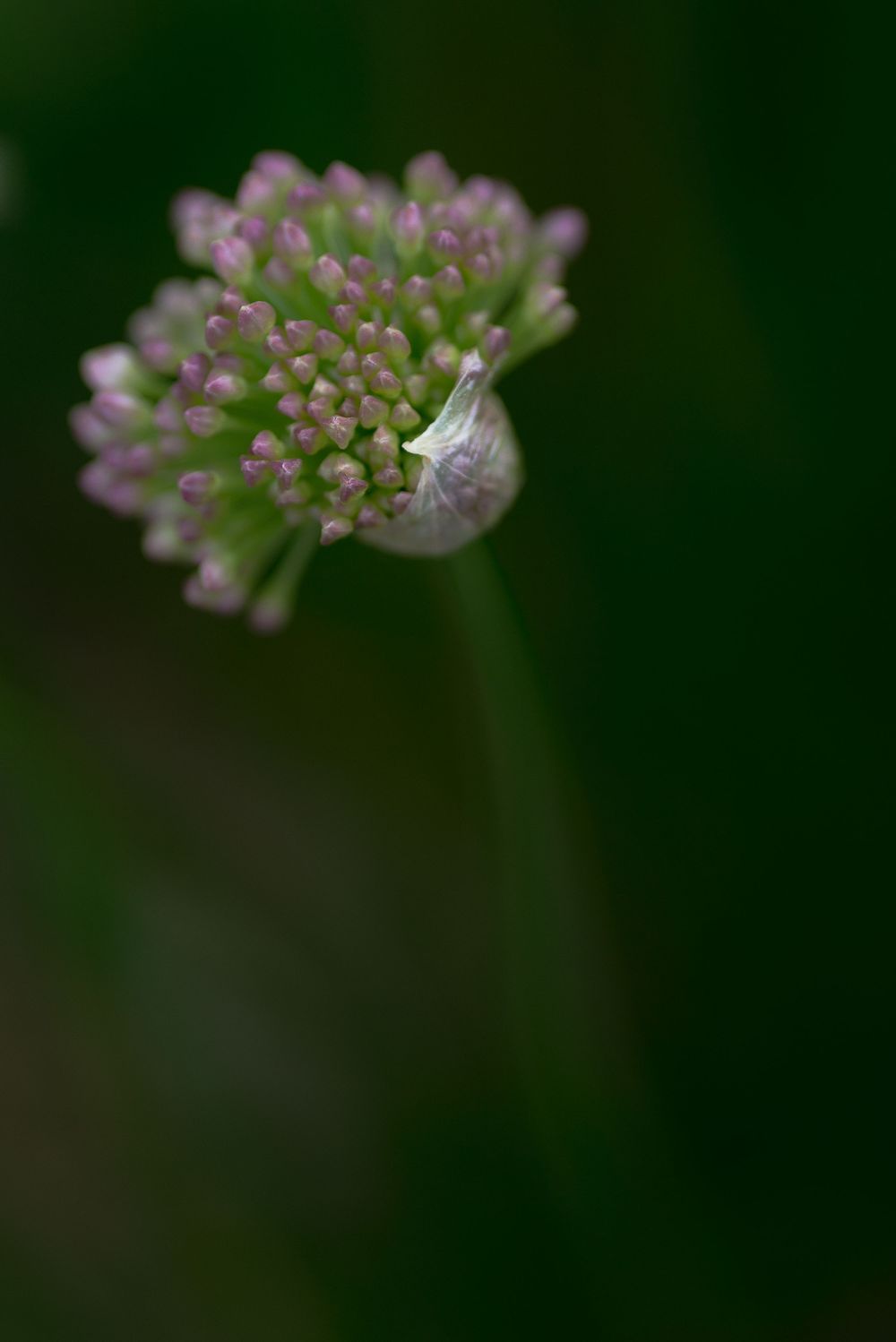 Close-up of a blooming allium flower with tiny pink buds and a small snail resting on it, set against a dark green background.