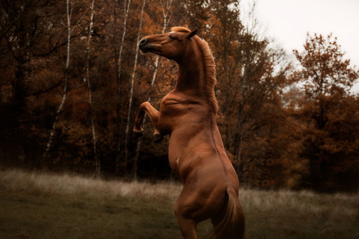 Photographe chevaux extérieur Belgique