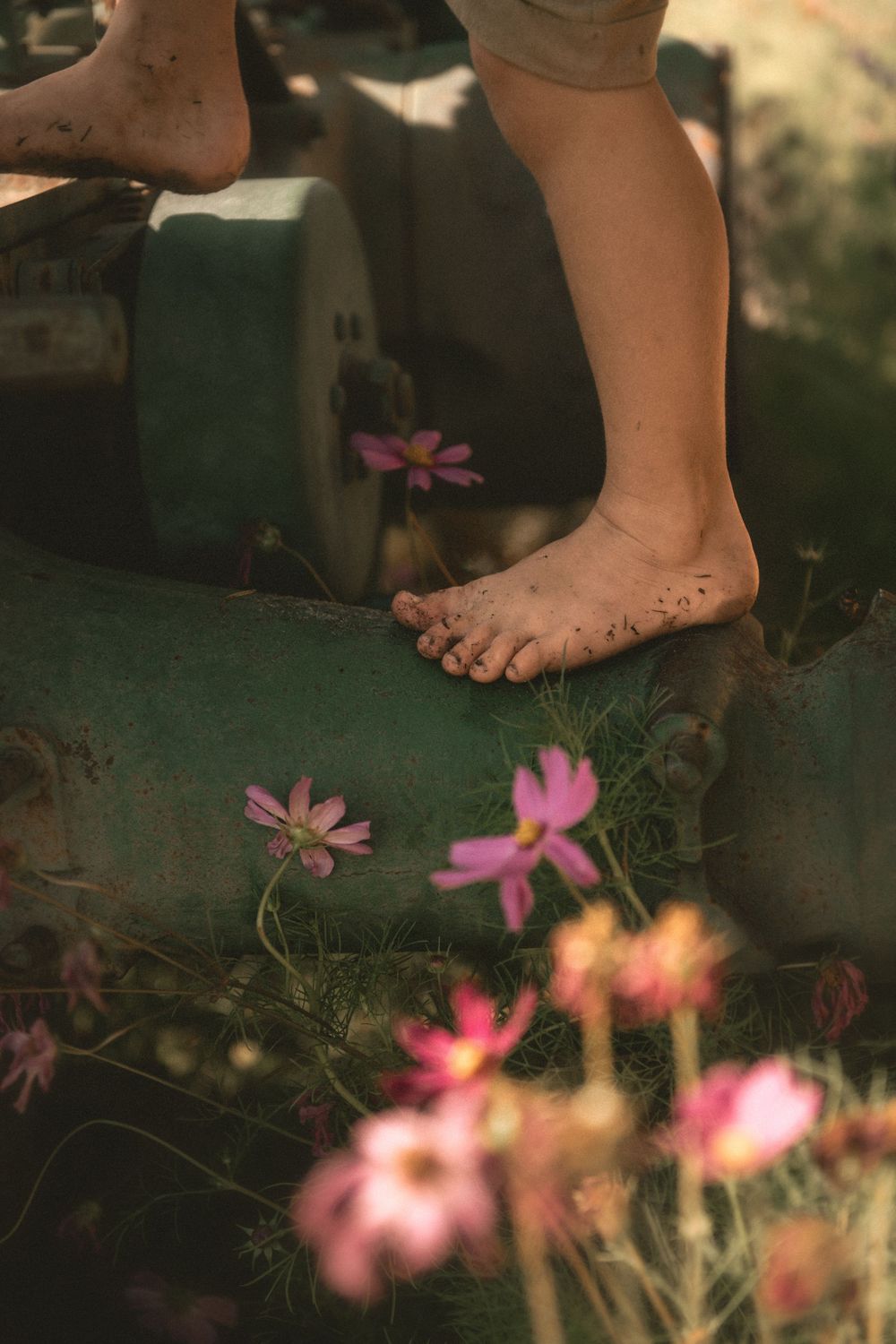 Bare feet delicately walking through a garden of pink cosmos flowers on a misty summer morning.