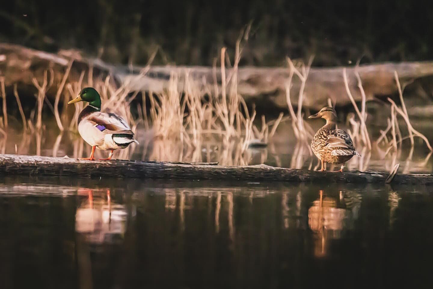 Colorful mallard ducks swim and forage in tranquil wetlands during golden hour light.