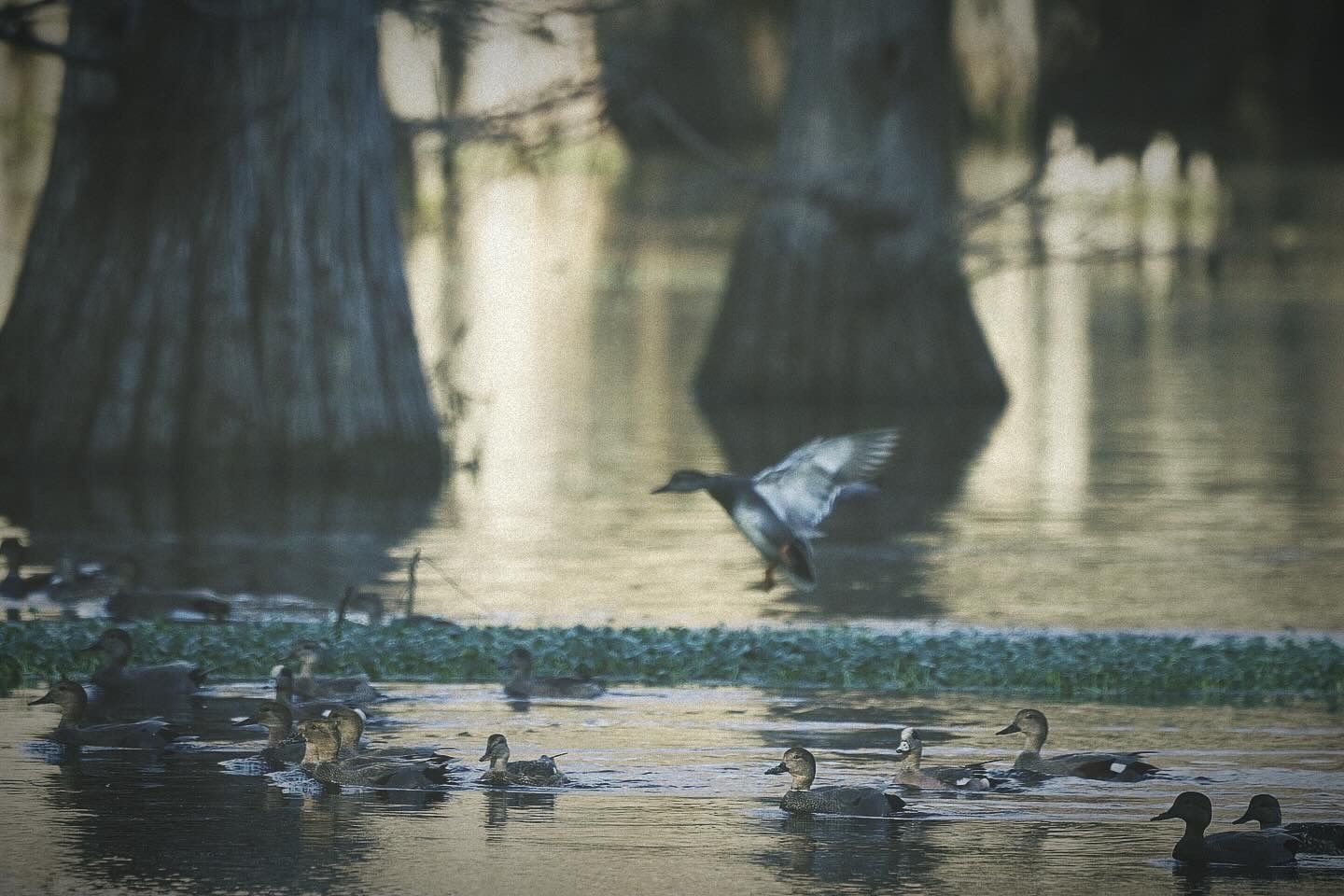 Ducks swimming and flying in a misty cypress swamp with golden light filtering through the trees.