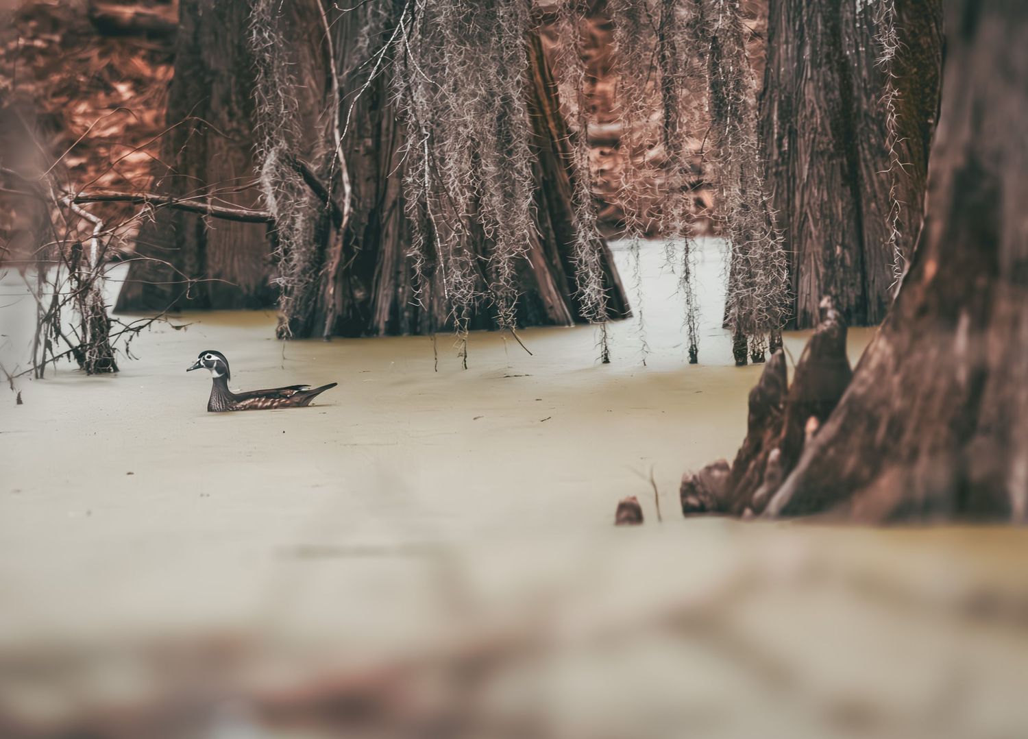 A lone duck swims in murky waters surrounded by towering cypress trees in a swamp.