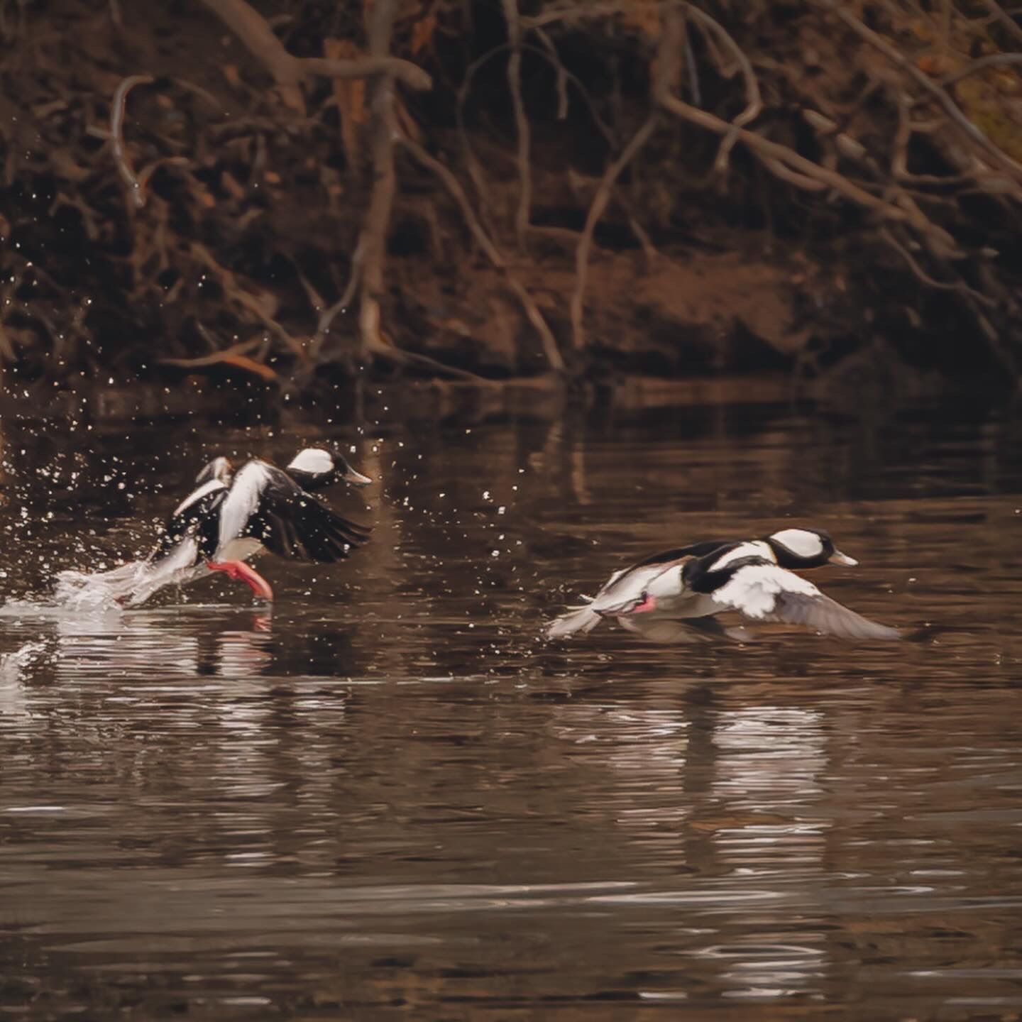 A sequence of images showing two mergansers engaged in a dramatic diving and splashing display in brown water.
