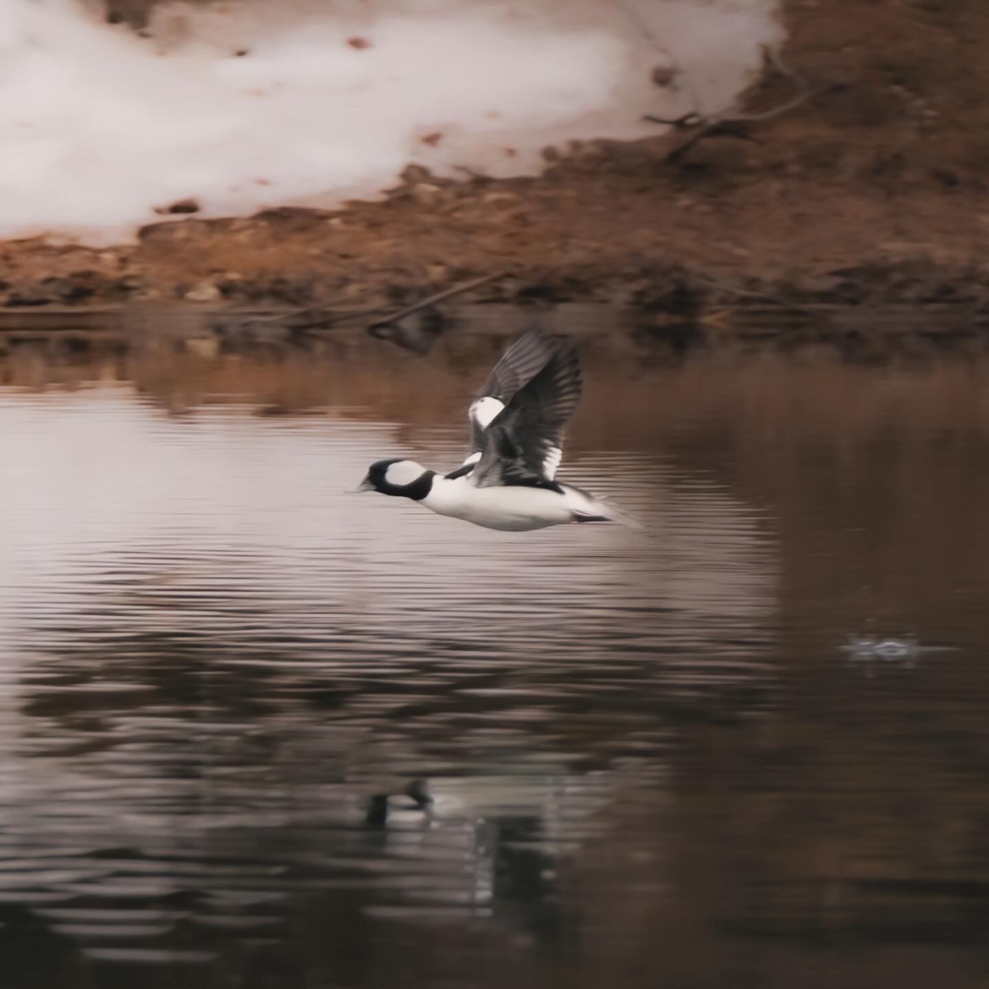 A black and white duck glides gracefully over calm water with its wings spread during low light conditions.