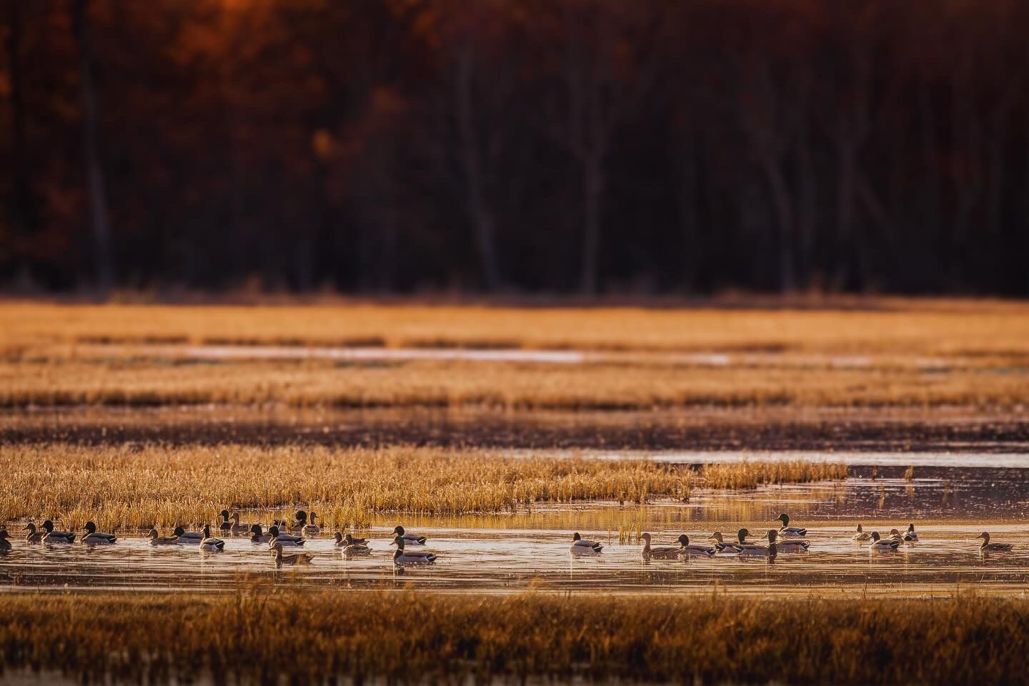Golden sunset illuminates a vast wetland landscape where wild birds gather near dried reeds and grasses in winter.