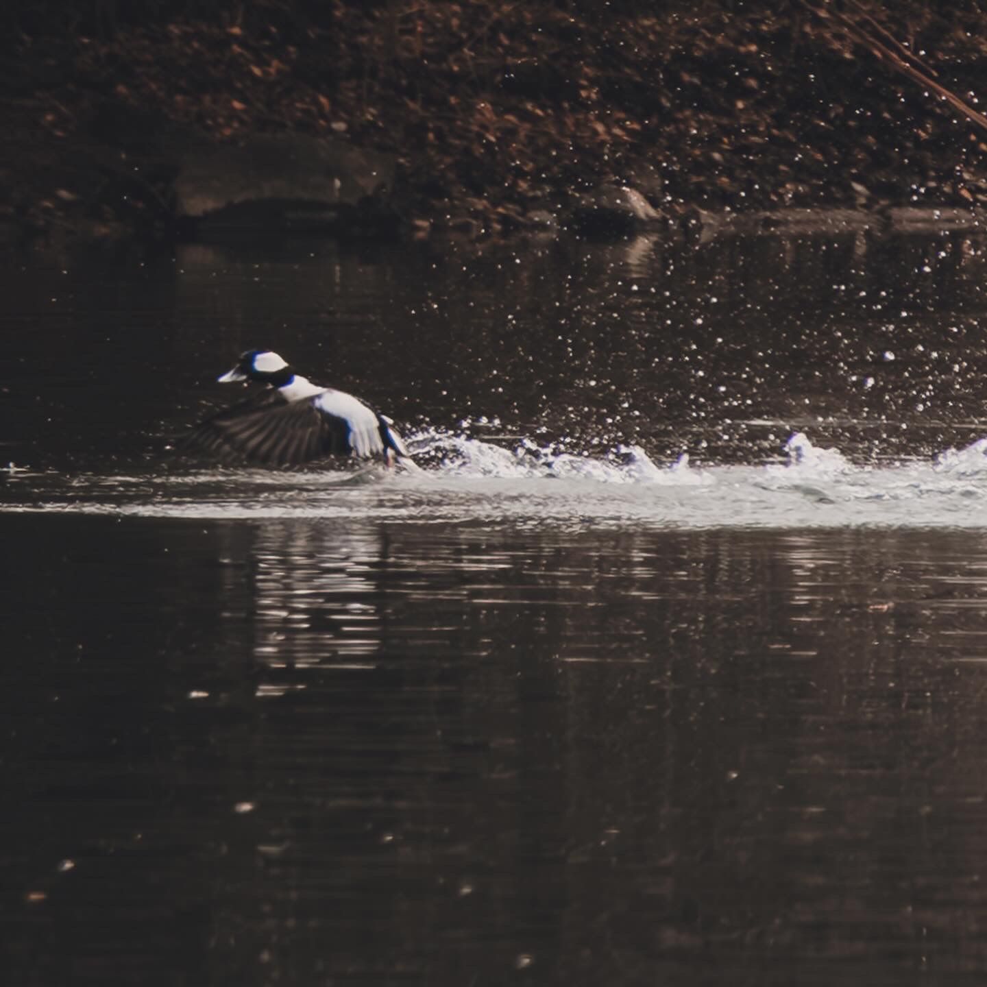 Bufflehead duck takes flight from dark water, creating dramatic splashes and ripples.