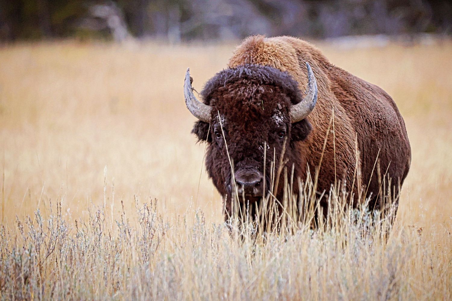 Herd of American bison grazing in tall grass during golden hour.