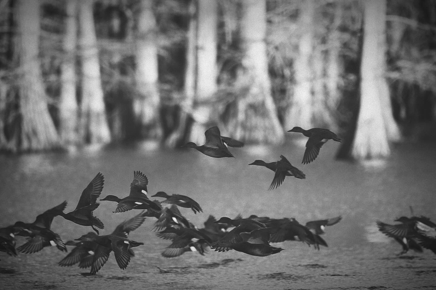 Black and white photo of ducks taking flight in formation over a cypress swamp.
