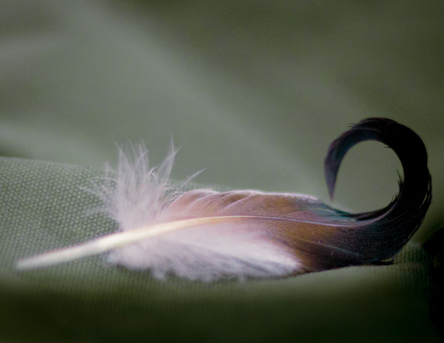 Close-up artistic shots of white feathers against a dark blurred background.