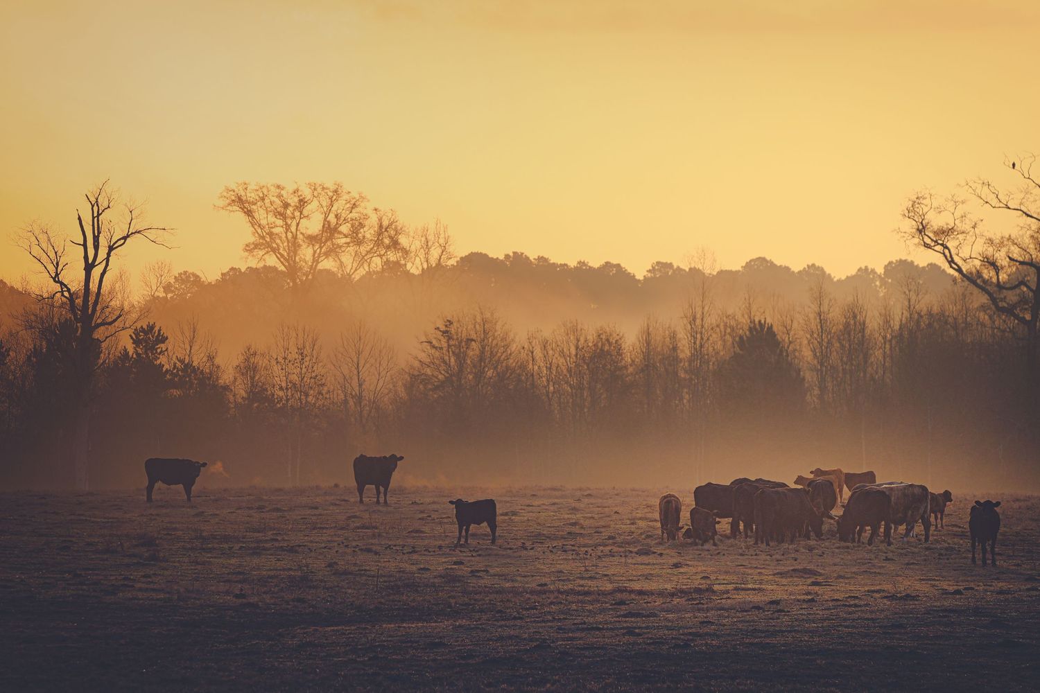 Misty sunrise landscape with cattle silhouettes in a pastoral field.