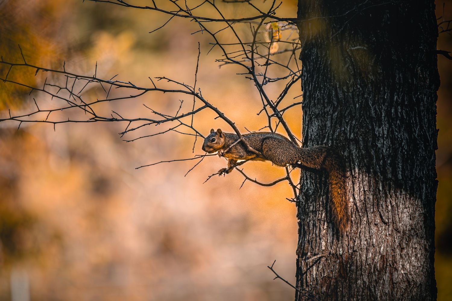 Bare tree branches against warm autumn bokeh background.
