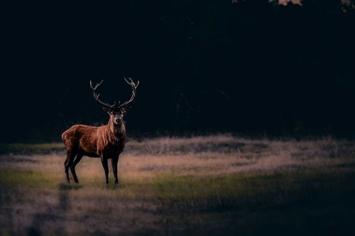 Elk silhouettes in a dark field during twilight hours.