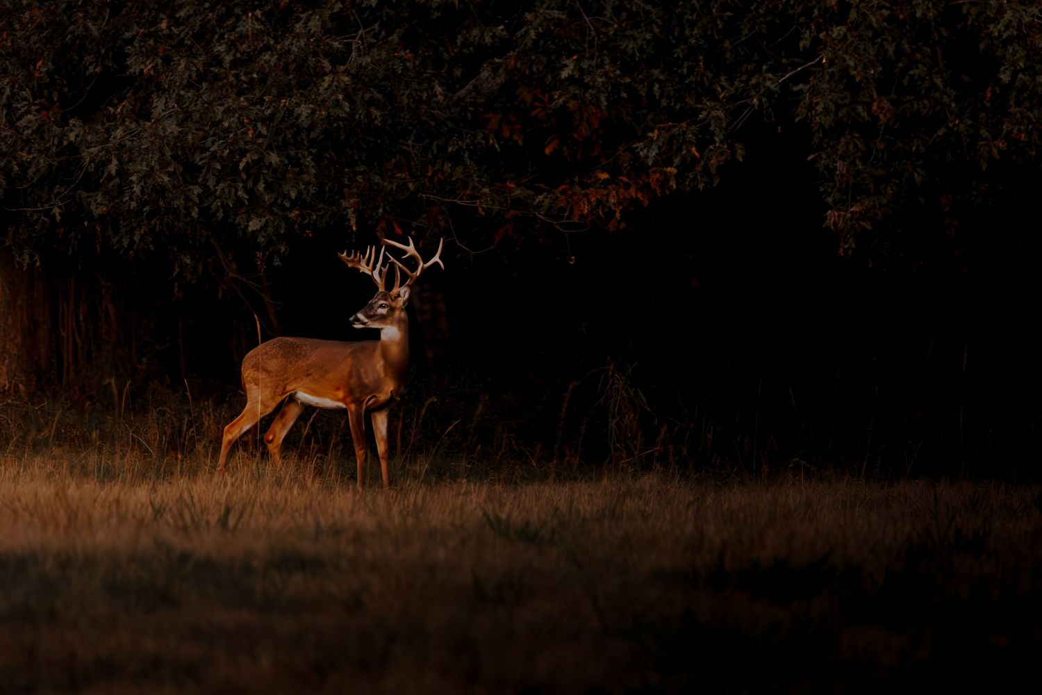 Silhouette of deer running across a dark field at dusk.
