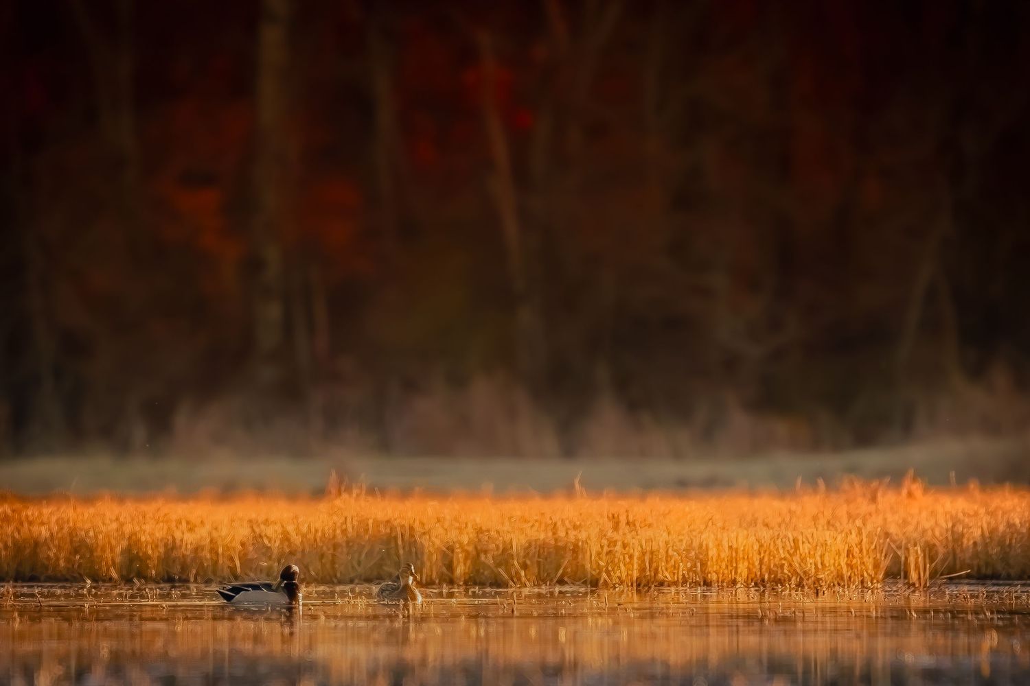 A great blue heron stands in a golden marsh against dark trees at sunset.
